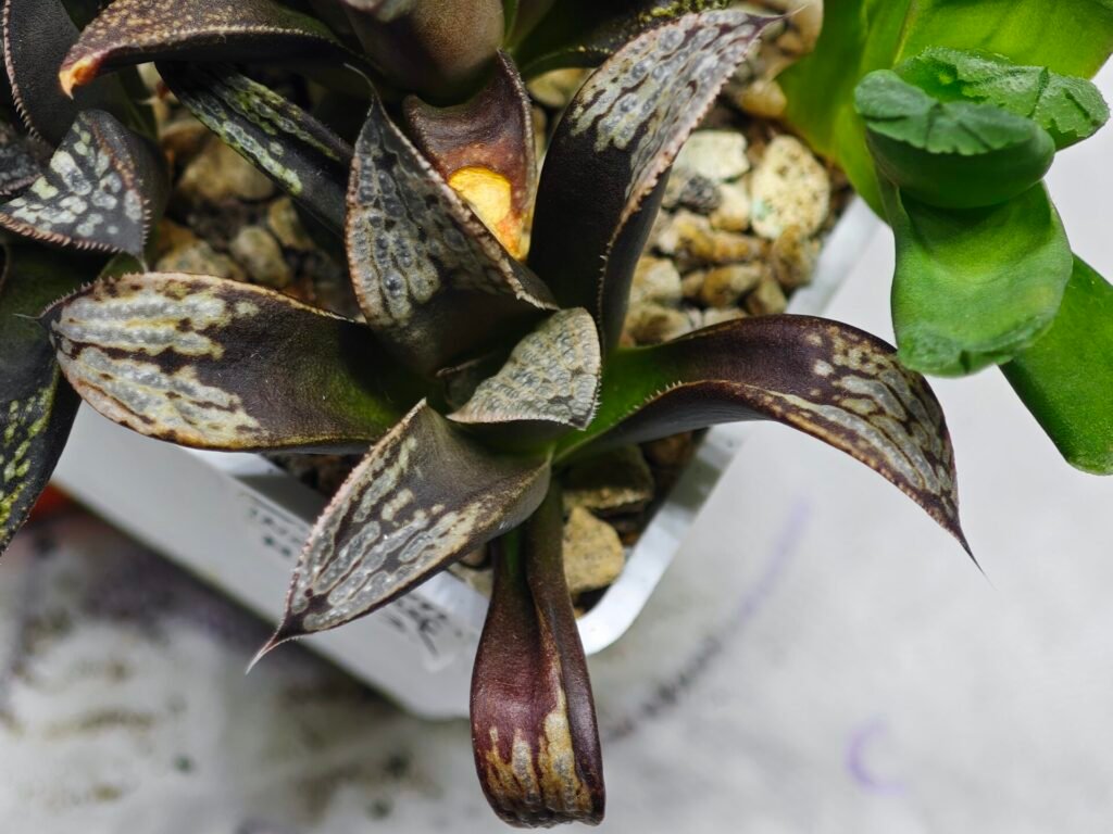 Haworthia MS230 Koibito Splendens x Inca Rose - 5
