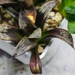 Haworthia MS230 Koibito Splendens x Inca Rose - 5