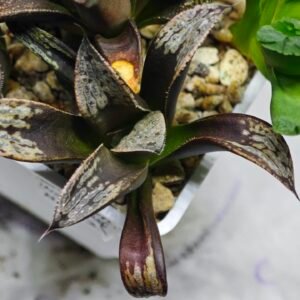 Haworthia MS230 Koibito Splendens x Inca Rose - 5