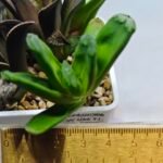 Haworthia MS232 Terashiyama x Splendens - 1