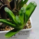Haworthia MS232 Terashiyama x Splendens - 2