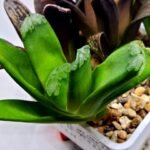 Haworthia MS232 Terashiyama x Splendens - 3