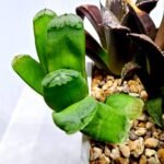 Haworthia MS232 Terashiyama x Splendens - 4
