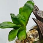 Haworthia MS232 Terashiyama x Splendens - 5
