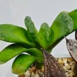Haworthia MS232 Terashiyama x Splendens - 6