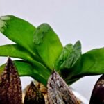 Haworthia MS232 Terashiyama x Splendens - 7