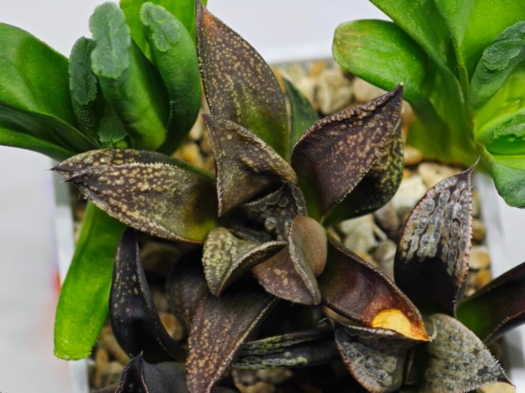 Home 8 Haworthia MS231 Kotohime Dark x Ukukhanya - 1