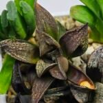 Haworthia MS231 Kotohime Dark x Ukukhanya - 1