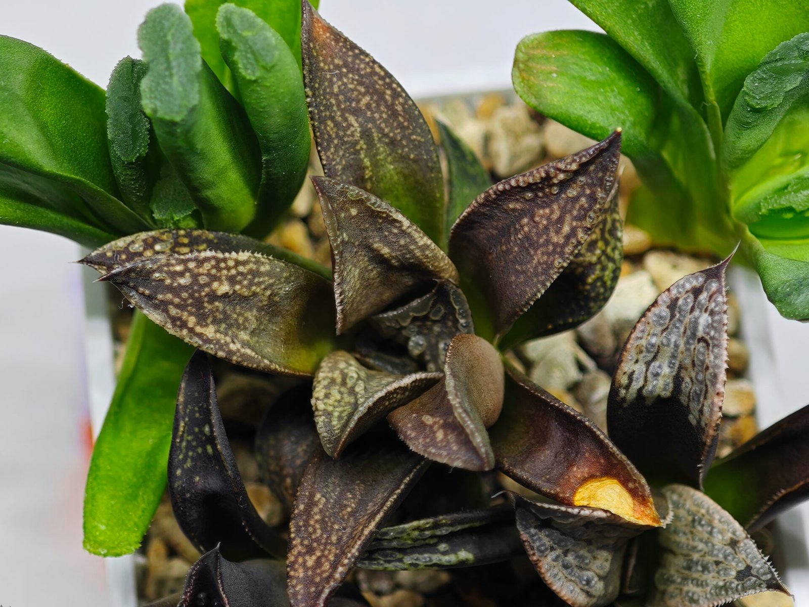Haworthia MS231 Kotohime Dark x Ukukhanya - 1