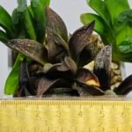 Haworthia MS231 Kotohime Dark x Ukukhanya - 2
