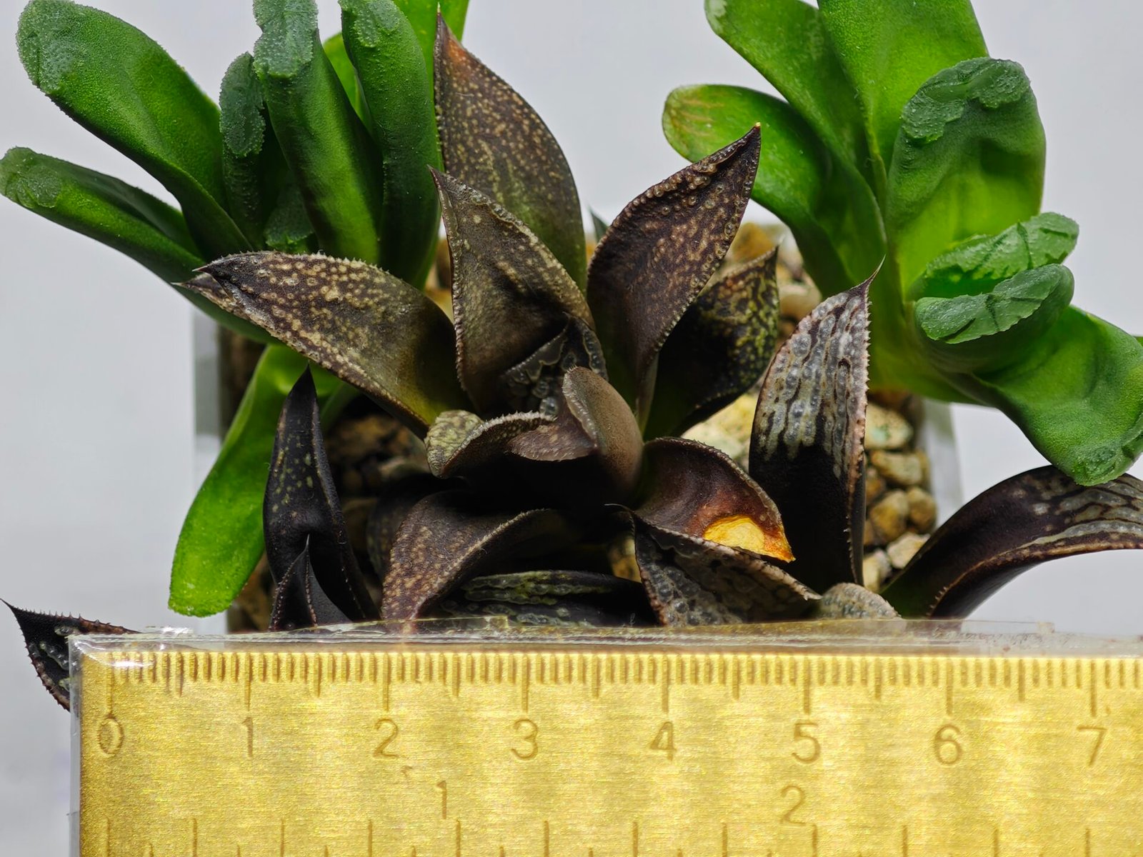 Haworthia MS231 Kotohime Dark x Ukukhanya - 2