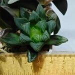 Haworthia MS237 Marco Polo Torafugu - 6