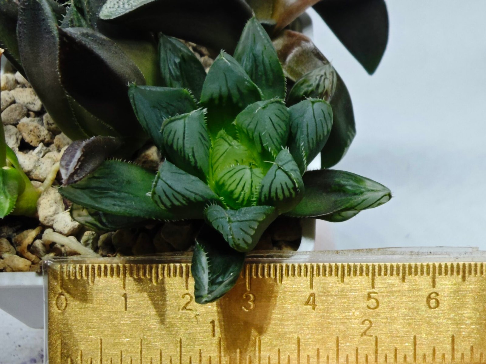 Haworthia MS237 Marco Polo Torafugu - 6