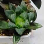 Haworthia MS237 Marco Polo Torafugu - 1