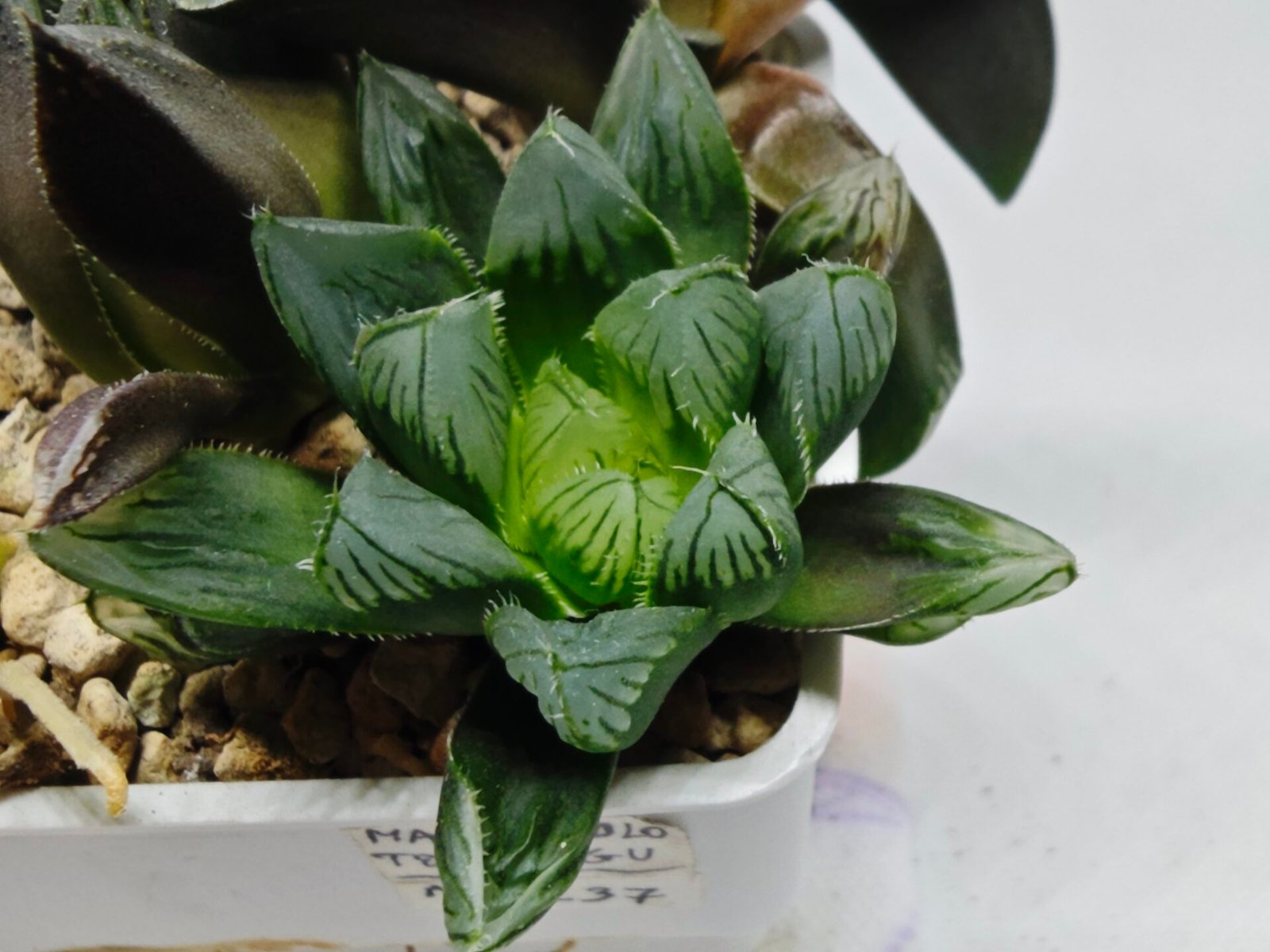 Haworthia MS237 Marco Polo Torafugu - 1