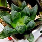 Haworthia MS237 Marco Polo Torafugu - 2