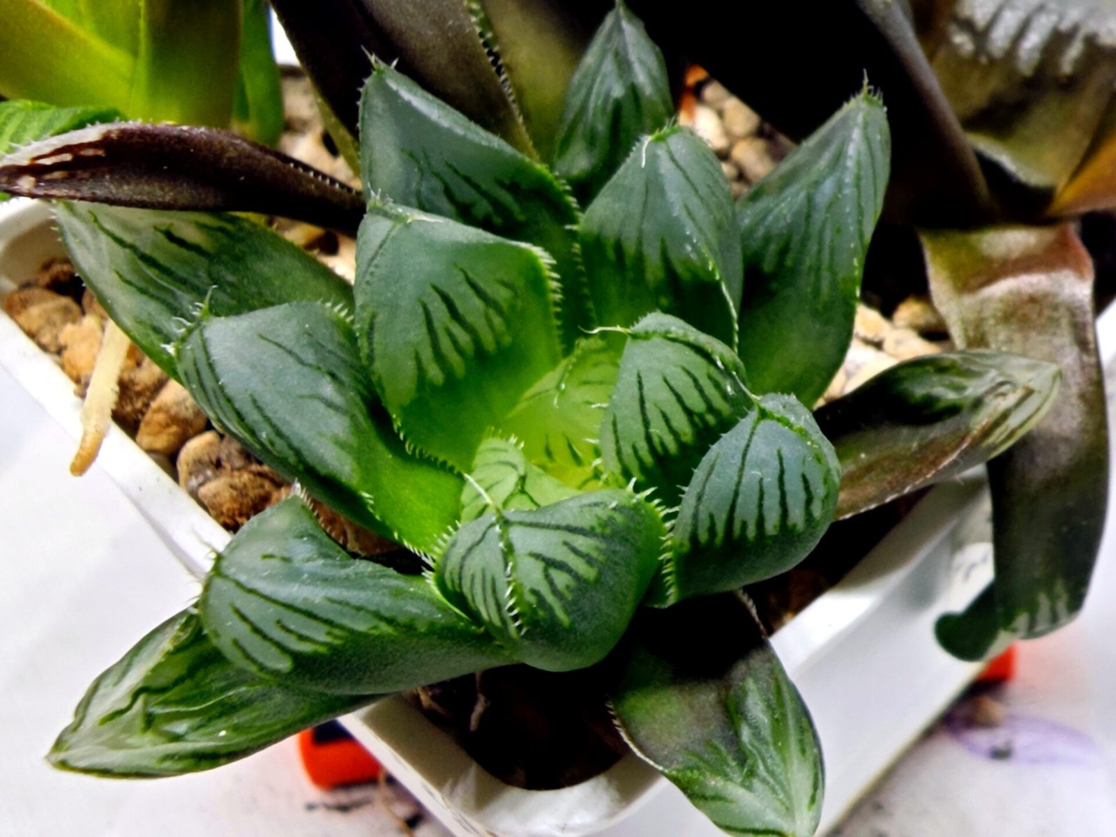 Haworthia MS237 Marco Polo Torafugu - 2