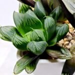 Haworthia MS237 Marco Polo Torafugu - 3