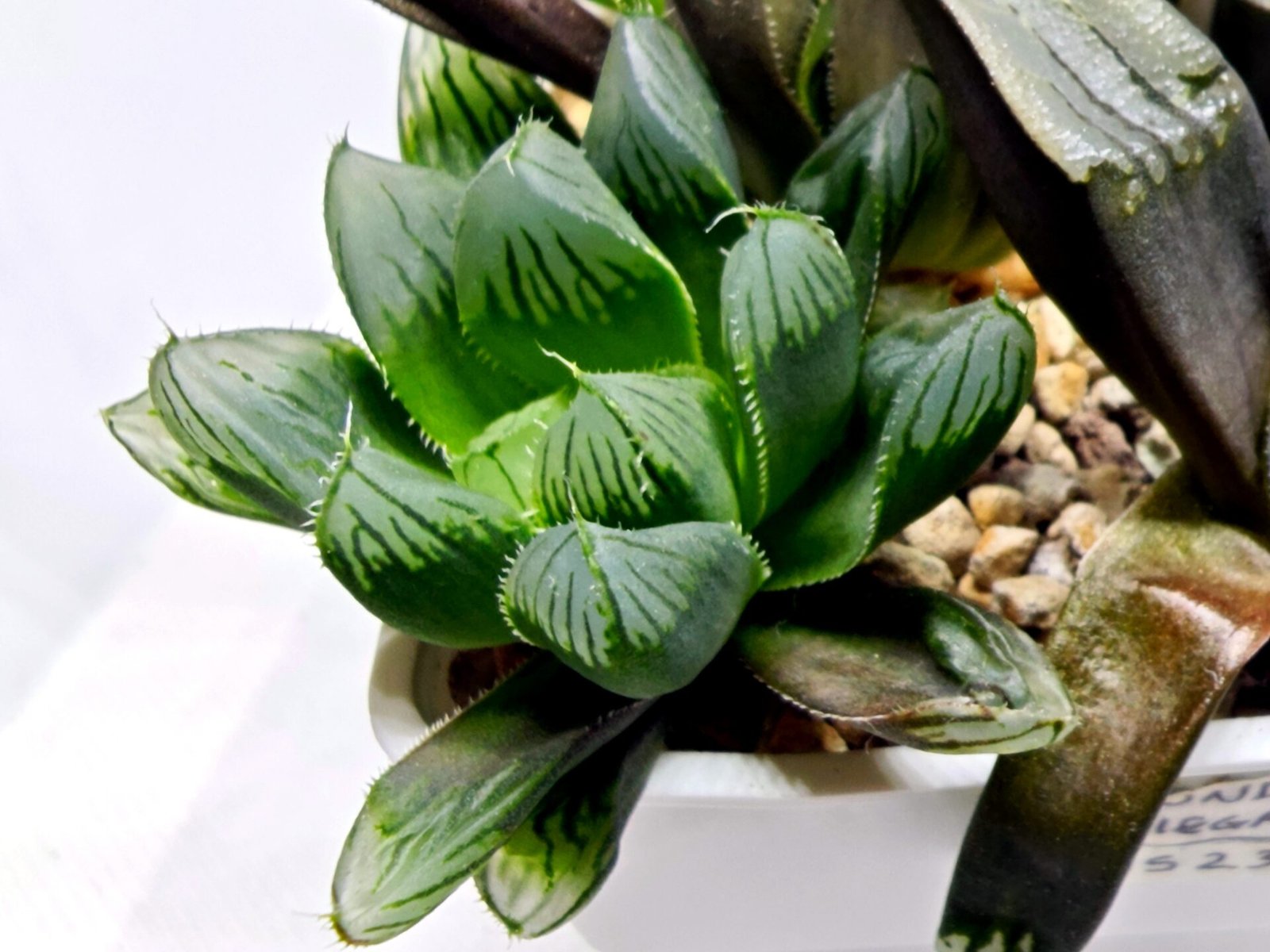Haworthia MS237 Marco Polo Torafugu - 3