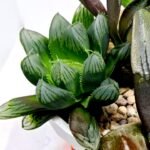 Haworthia MS237 Marco Polo Torafugu - 4