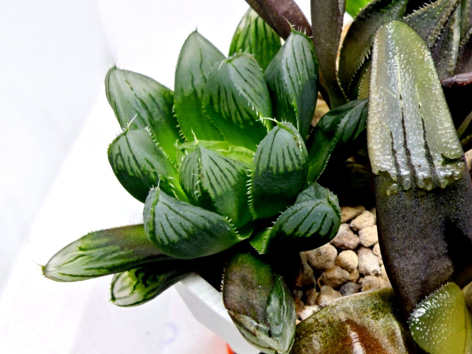 Haworthia MS237 Marco Polo Torafugu - 4