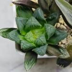 Haworthia MS237 Marco Polo Torafugu - 5