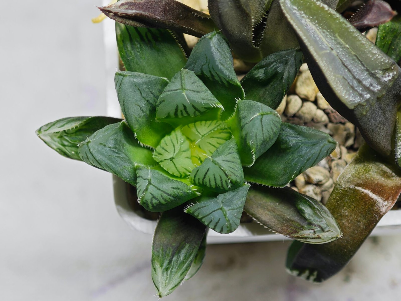 Haworthia MS237 Marco Polo Torafugu - 5