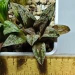 Haworthia Dōjakudai (Cobbledon) Variegated [铜雀台] - 1