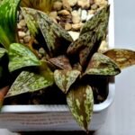 Haworthia Dōjakudai (Cobbledon) Variegated [铜雀台] - 2