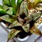 Haworthia Dōjakudai (Cobbledon) Variegated [铜雀台] - 3