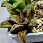 Haworthia Dōjakudai (Cobbledon) Variegated [铜雀台] - 4