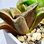 Haworthia Dōjakudai (Cobbledon) Variegated [铜雀台] - 5