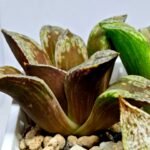 Haworthia Dōjakudai (Cobbledon) Variegated [铜雀台] - 6