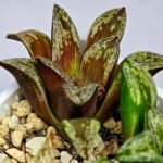 Haworthia Dōjakudai (Cobbledon) Variegated [铜雀台] - 7