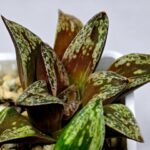 Haworthia Dōjakudai (Cobbledon) Variegated [铜雀台] - 8