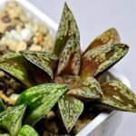 Haworthia Dōjakudai (Cobbledon) Variegated [铜雀台] - 9