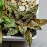 Haworthia Dōjakudai (Cobbledon) Variegated [铜雀台] - 10