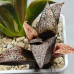 Haworthia Splendens Bob’s Red [밥스레드] Variegated 1 - 4