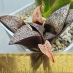 Haworthia Splendens Bob’s Red [밥스레드] Variegated 1 - 5