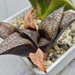 Haworthia Splendens Bob’s Red [밥스레드] Variegated 1 - 6