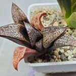 Haworthia Splendens Bob’s Red [밥스레드] Variegated 1 - 7