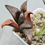Haworthia Splendens Bob’s Red [밥스레드] Variegated 1 - 8