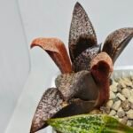 Haworthia Splendens Bob’s Red [밥스레드] Variegated 1 - 9