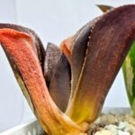 Haworthia Splendens Bob’s Red [밥스레드] Variegated 1 - 1