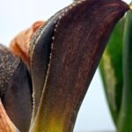 Haworthia Splendens Bob’s Red [밥스레드] Variegated 1 - 2
