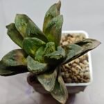 Haworthia Truncata Maughanii x Magnifica - 1