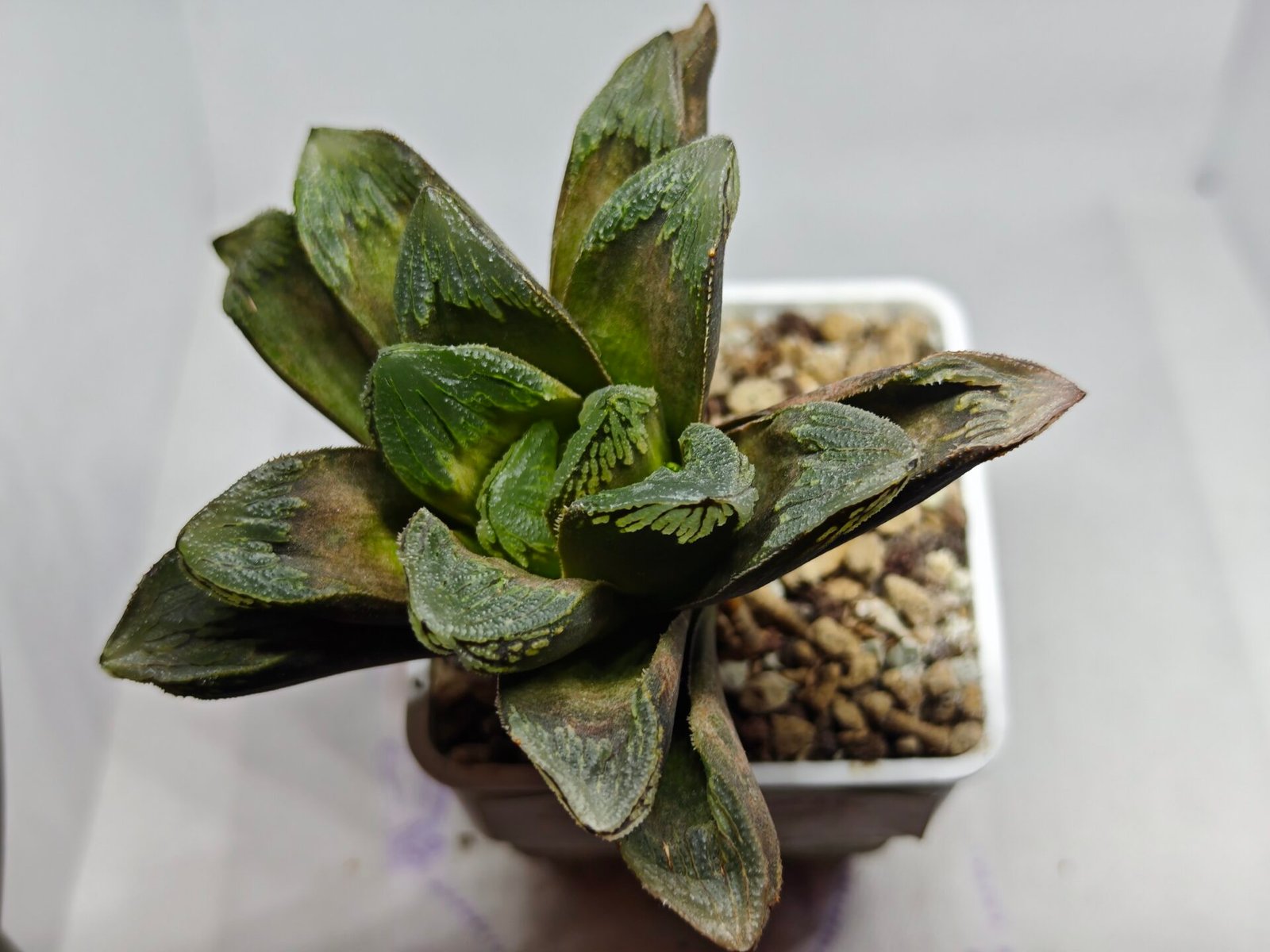 Haworthia Truncata Maughanii x Magnifica - 1