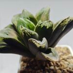 Haworthia Truncata Maughanii x Magnifica - 2