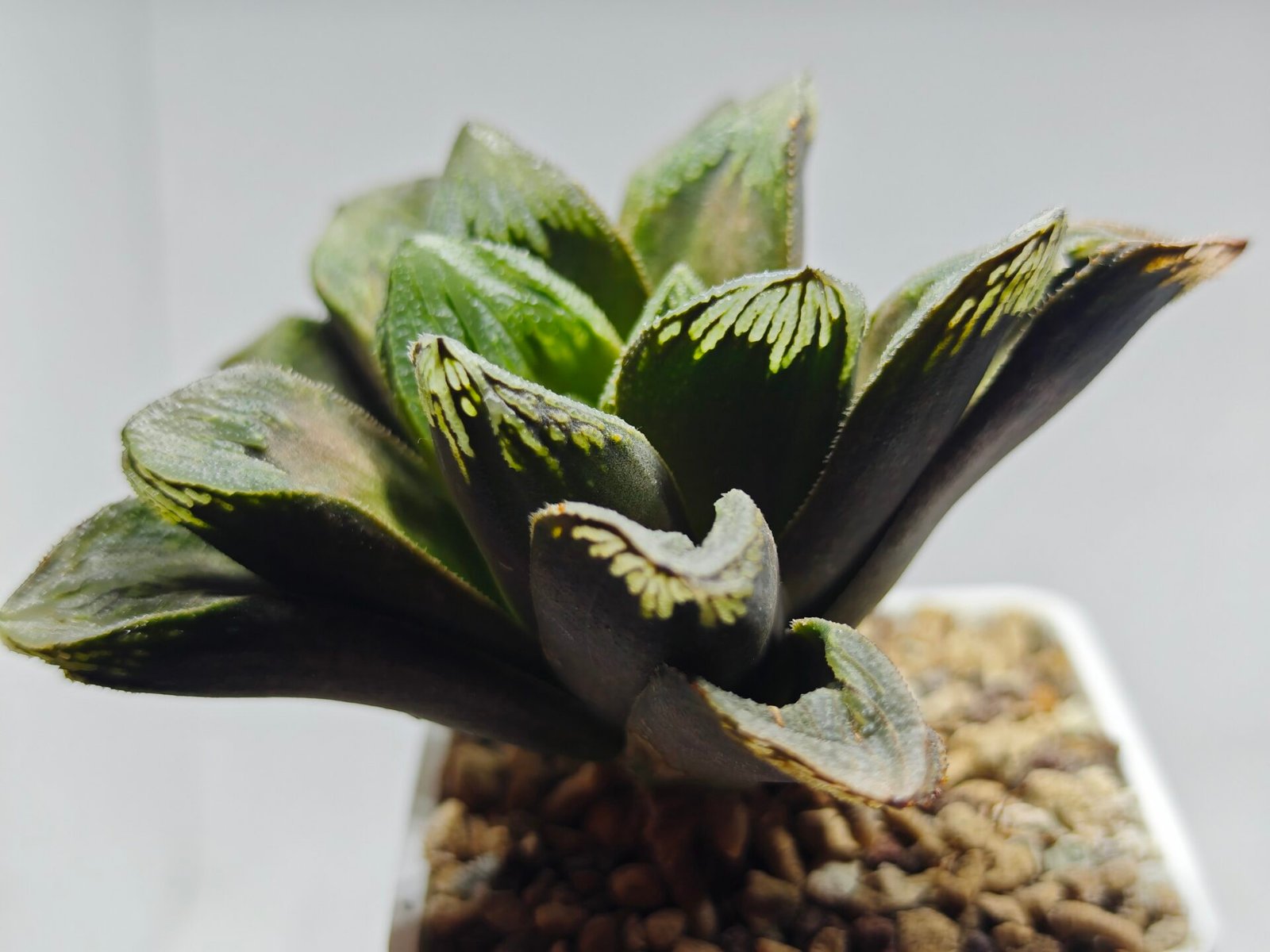 Haworthia Truncata Maughanii x Magnifica - 2