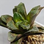 Haworthia Truncata Maughanii x Magnifica - 3